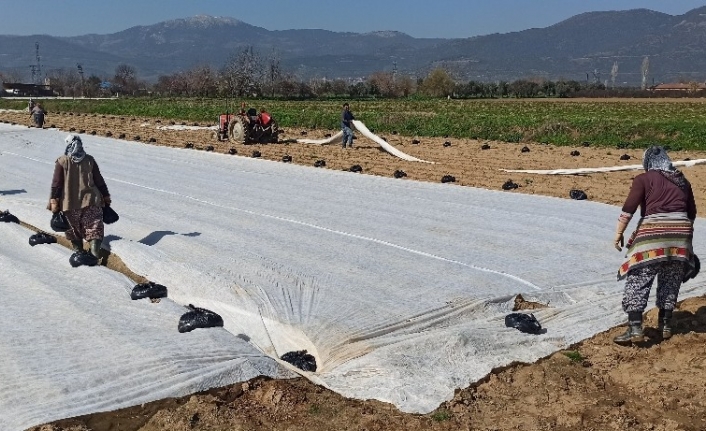 Patates üreticisi don tehlikesine karşı ürünlerini elyaf örtüyle kapladı