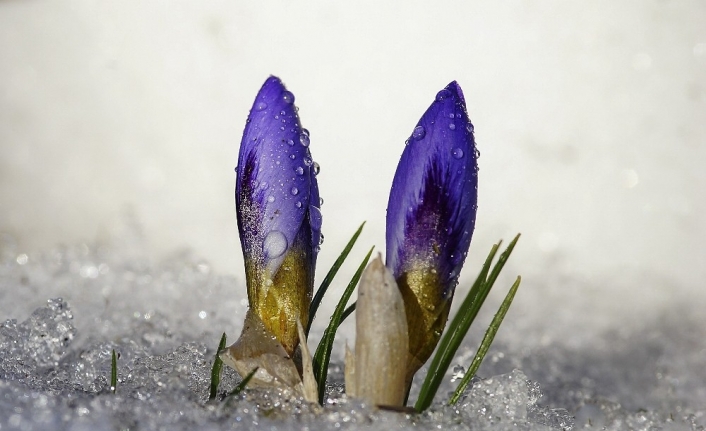 Uludağ’da baharın müjdecisi kardelenler çiçek açtı