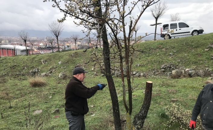 Avcılar yabani ağaçları aşıladı