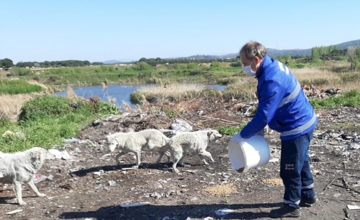 Ayvalık’ta sokak hayvanlarına 3 ton mama dağıtıldı