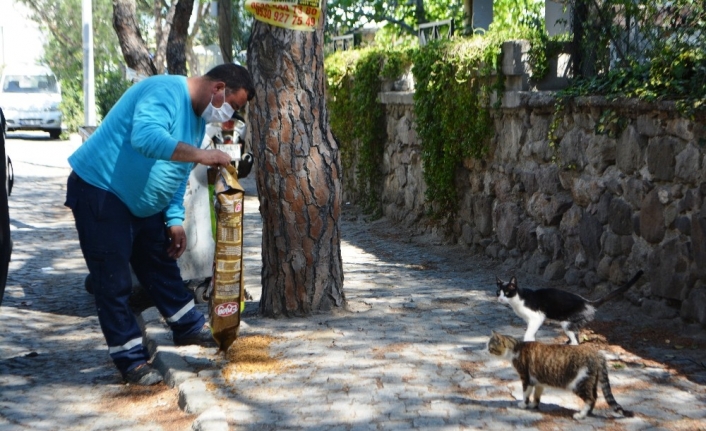 Ayvalık’ta sokak hayvanlarına belediye ve hayvan sever şefkati