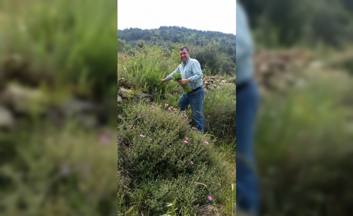 Burhaniye’de kekik hasadına başlandı