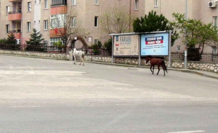 Bursa’da boş kalan cadde ve sokaklar hayvanlara kaldı
