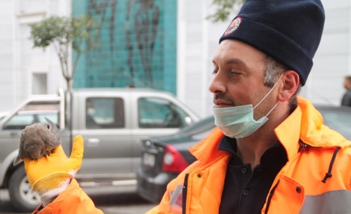 Bursa’da ebabil kuşu görüldü