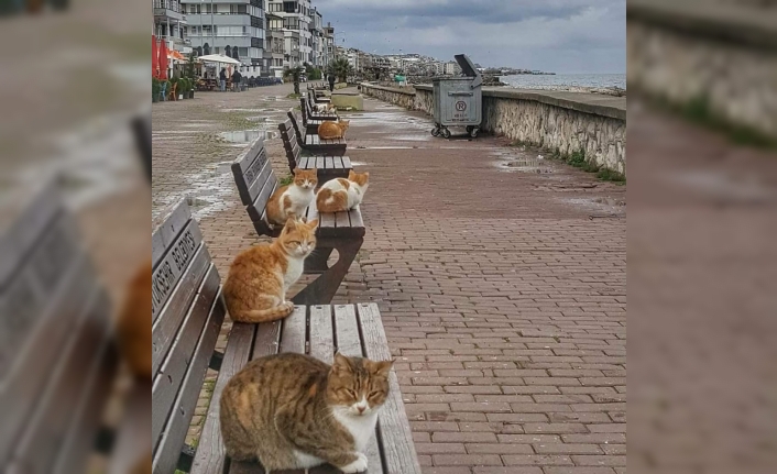 Deniz kıyıları kedilere kaldı