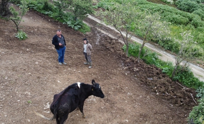 Kaybolan büyükbaş hayvanını gazeteciler yardımıyla drone ile buldu