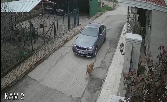 Lüks otomobiliyle kovaladığı sokak köpeğine kurşun yağdırdı