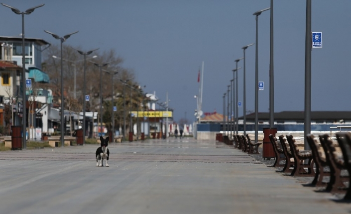 Bursa sahilleri kedi, köpek ve güvercinlere kaldı