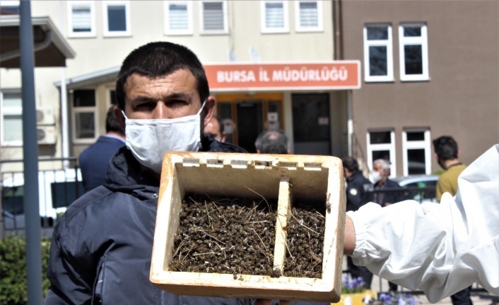 (Özel) Bursa’da binlerce arının şok eden ölümü...Ölen arılarıyla müdürlüğe geldiler