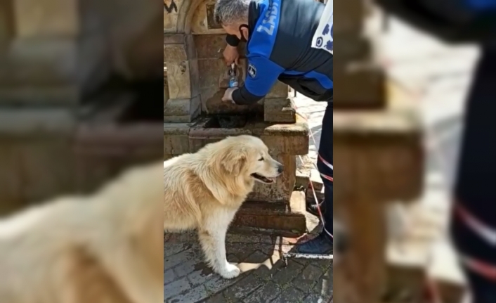 Sahipsiz köpek suyunu zabıta elinden içti