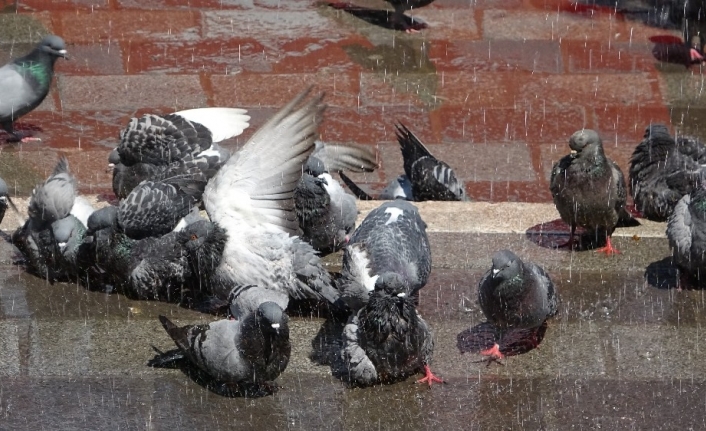 Sıcaktan bunalan güvercinlere her gün böyle banyo yaptırıyor