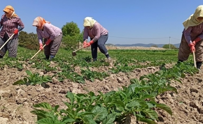 Sokağa çıkma kısıtlamasından etkilenmeyen çiftçiler tarlalarda