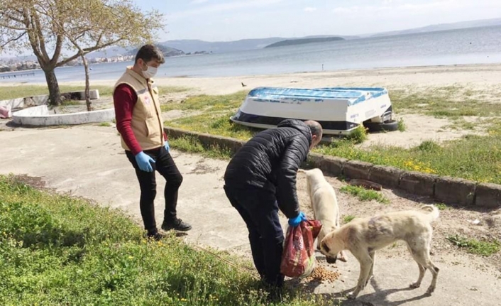 Sokak hayvanlarına mama dağıtıldı