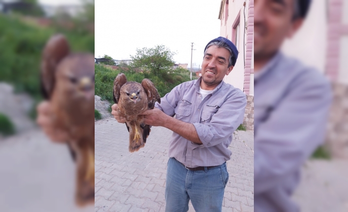 Tarlada bulduğu yaralı şahini yetkilere teslim etti