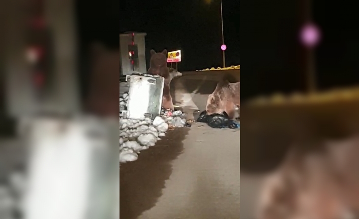 Uludağ ayılara kaldı