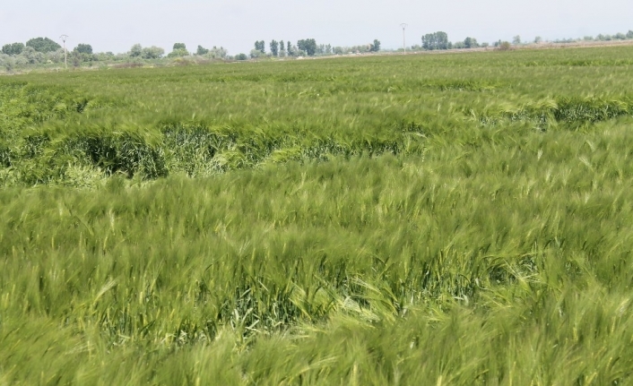 Aşırı sıcaklar hububat üretimini olumsuz etkileyecek