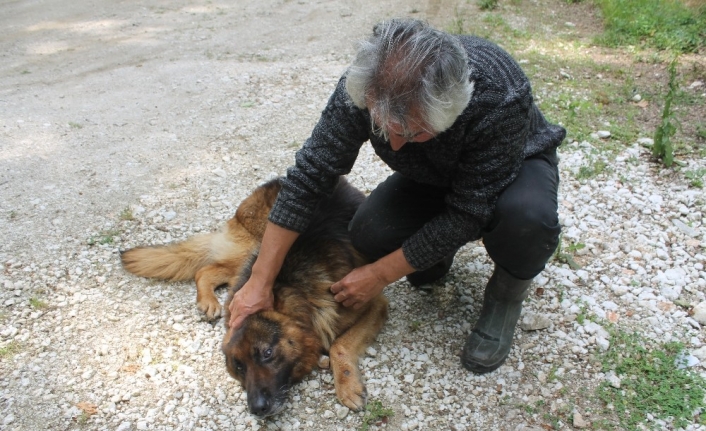 Balık çiftliğini koruyan köpeği yaraladılar, somon balıklarını çaldılar