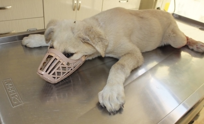 Balıkesir’de aracın çarptığı yavru köpeğe veteriner hekim sahip çıktı