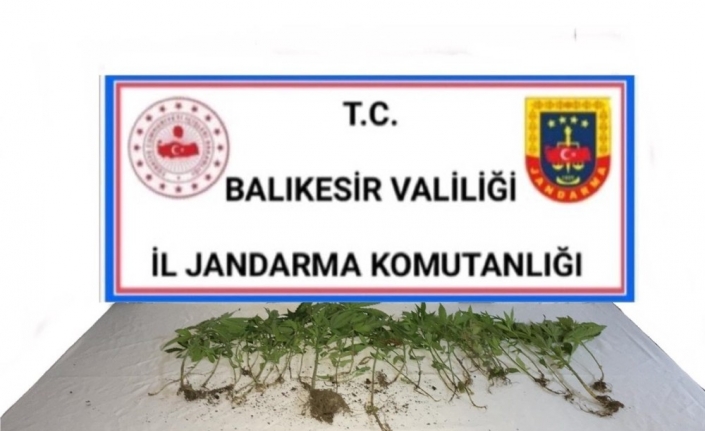 Balıkesir’de jandarmadan kenevir operasyonu