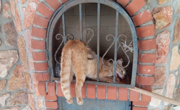 Barbekü bacası demirine sıkışan kediyi itfaiye ekipleri kurtardı
