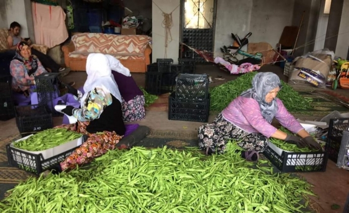 Boyalıca’nın meşhur nâzende fasulyesi çıktı