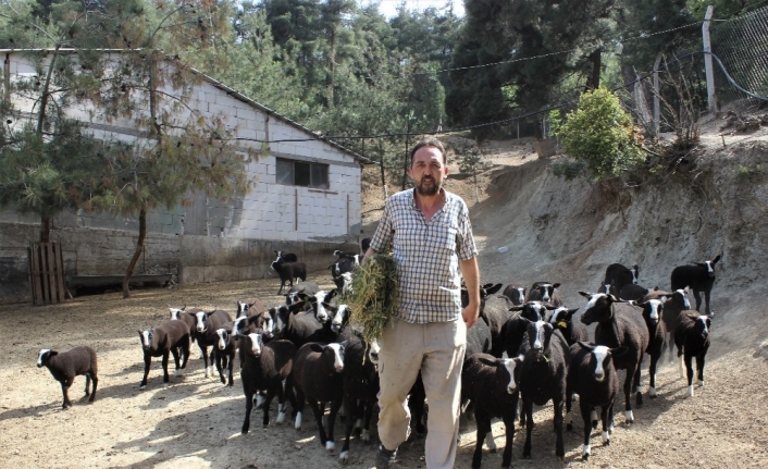 Bu koyunu almak isteyenler 5 ay sıra bekliyor