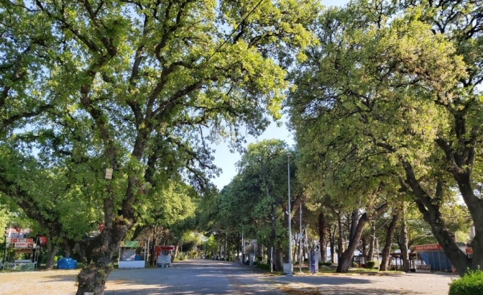 Burhaniye’de bahçelere gül güzelliği