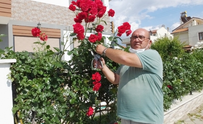 Burhaniyeli vatandaş evini gül bahçesine çevirdi