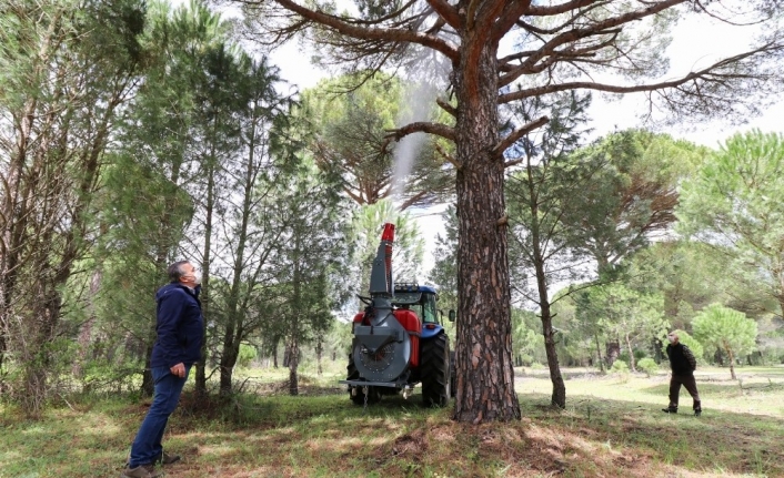 Çam fıstığında verim düşüklüğünü gidermek üzere uygulamalı çalışma