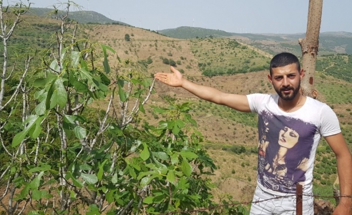 Çekirgeler şimdi de dağ köylerinde