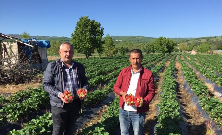 Çilek tarlada 5, pazarda ise 10 lira