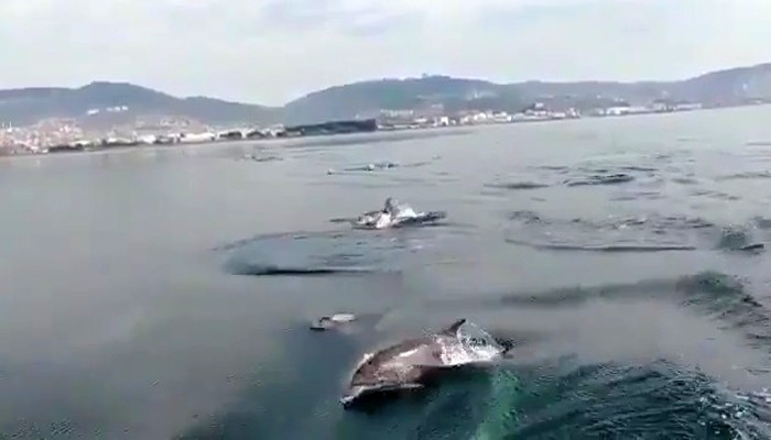 İzmir Körfezi’nde yunus sürüsü tekneyle yarıştı