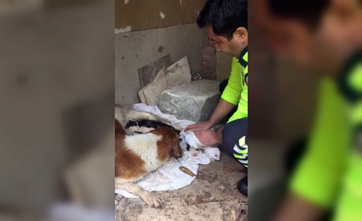 İzmir polisi köpekleri yağmurdan kurtardı, elleriyle kuruladı