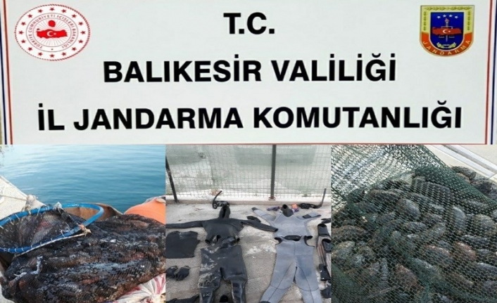 Jandarmadan kaçak deniz patlıcanı operasyonu