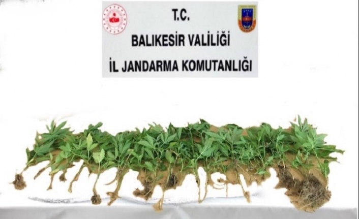 Jandarmadan kenevir bahçesine operasyon