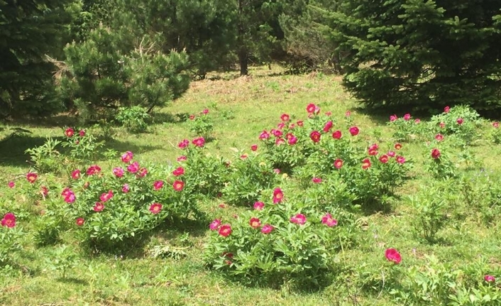 Kazdağları’nda şakayıklar açtı