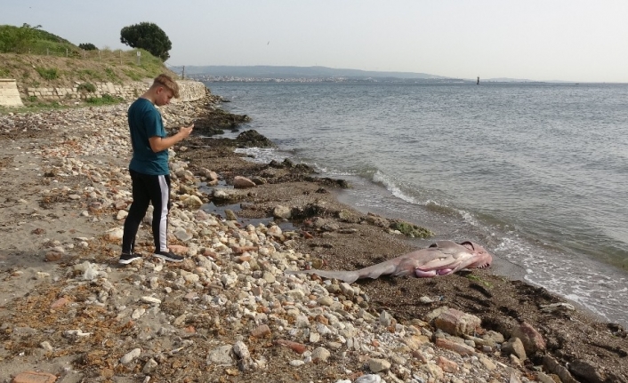 Kırmızı listeyle koruma altına alınan köpek balığı sahile vurdu