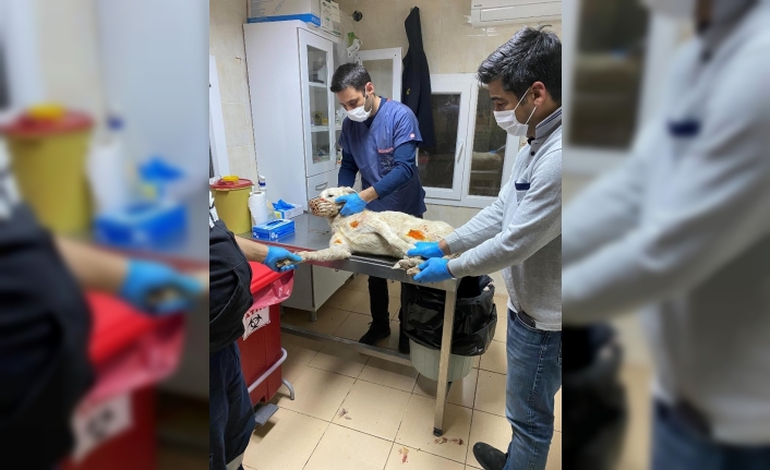 Köpeklere eziyet eden şahıs yakalandı, hayvanlar korumaya alındı