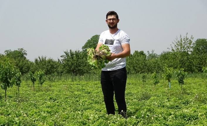 Köylünün marulu tarlada çürüdü