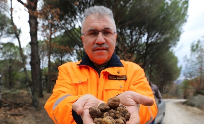 Kozak Yaylası’nda trüf keşfi