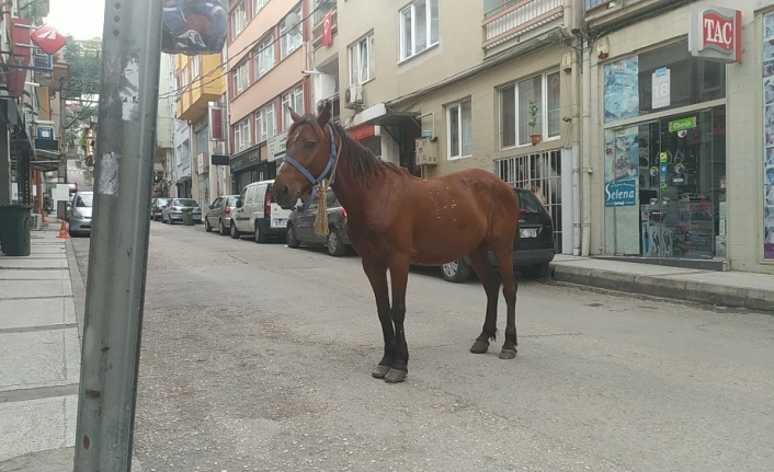 Bursa caddelerinde başı boş at paniği