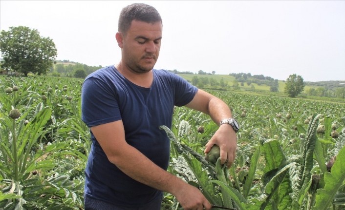 Fiyatı diğer enginarların iki katı ama tarlada kapışılıyor