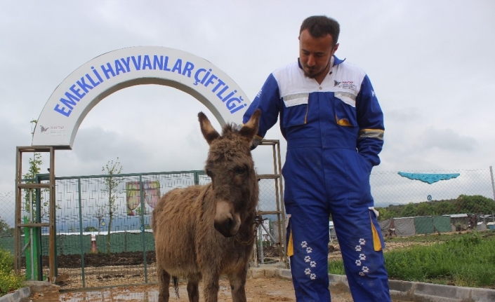 O eşeğe koruma...