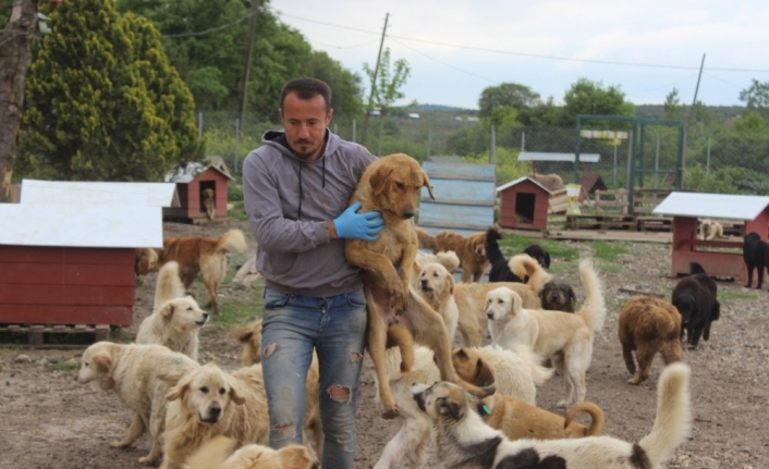 (Özel) Sokak hayvanları için çiftlik kurdu, 500 köpeği besleyip sahiplendiriyor
