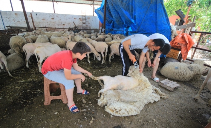 Sıcaktan bunalan koyunları kırparak rahatlatıyor
