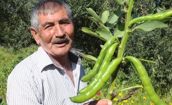 Sosyal mesafeli bakla hasadı başladı... Üretici fiyatlardan memnun..