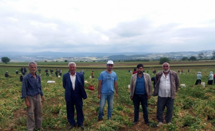 Yenişehir’de bezelye hasadı başladı