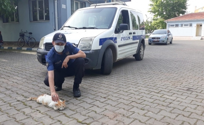 Yılan tarafından ısırılan kediye polis şefkati
