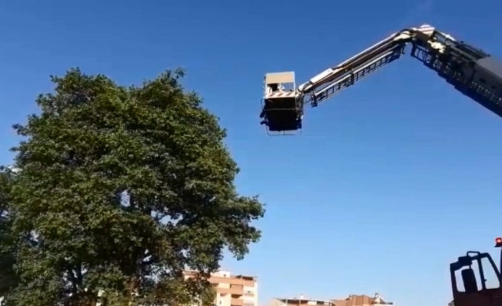Yuvasından düşen yavru kuşun yardımına itfaiye yetişti
