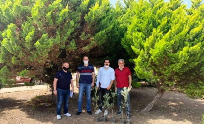Ayvalık MYO zeytin fidanlarını toprakla buluşturdu